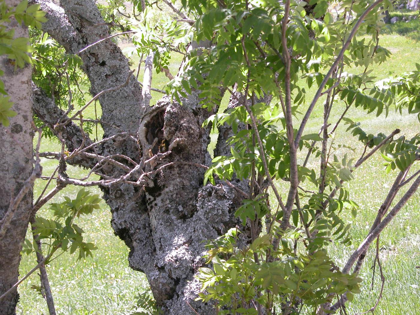 Rowan plant